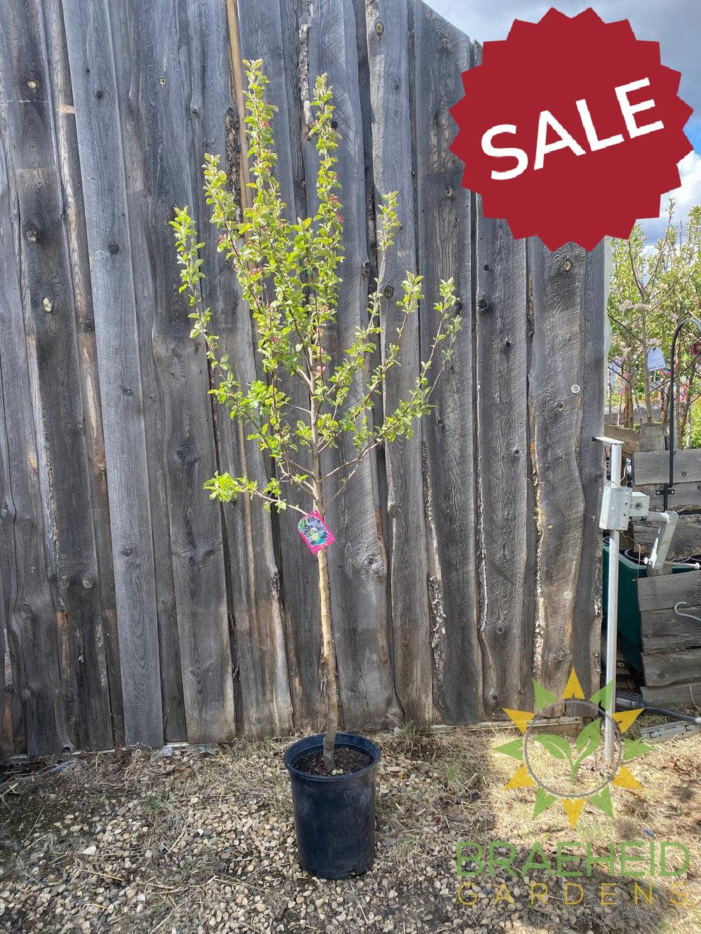 Dexter Jackson Apple- Tree for sale, Grown in Grande Prairie -Braeheid Gardens Ltd. on Emerson Trail