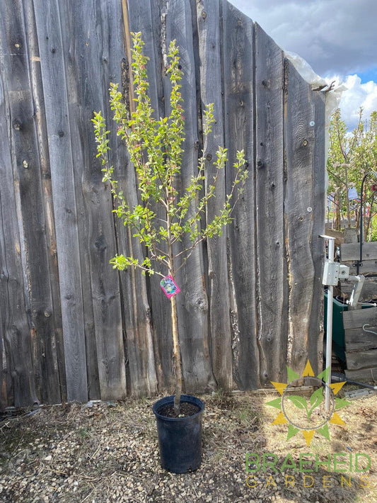 Dexter Jackson Apple- Tree for sale, Grown in Grande Prairie -Braeheid Gardens Ltd. on Emerson Trail