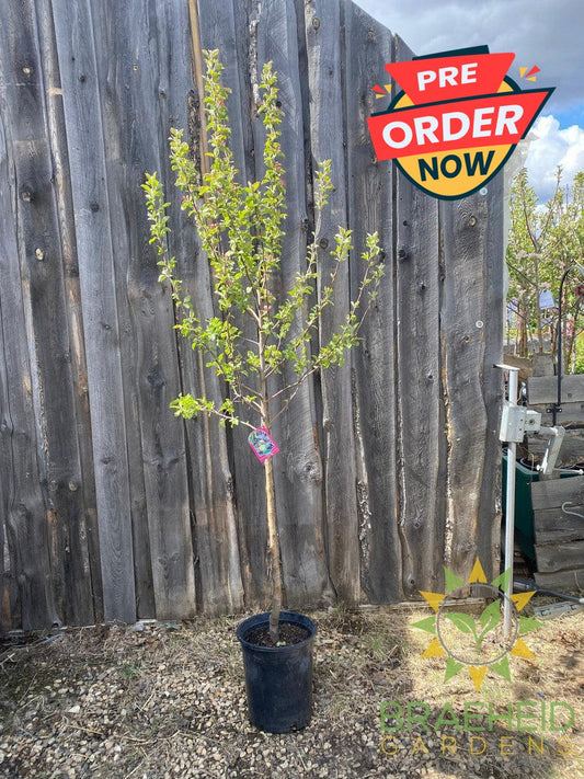 Dexter Jackson Apple- Tree for sale, Grown in Grande Prairie -Braeheid Gardens Ltd. on Emerson Trail