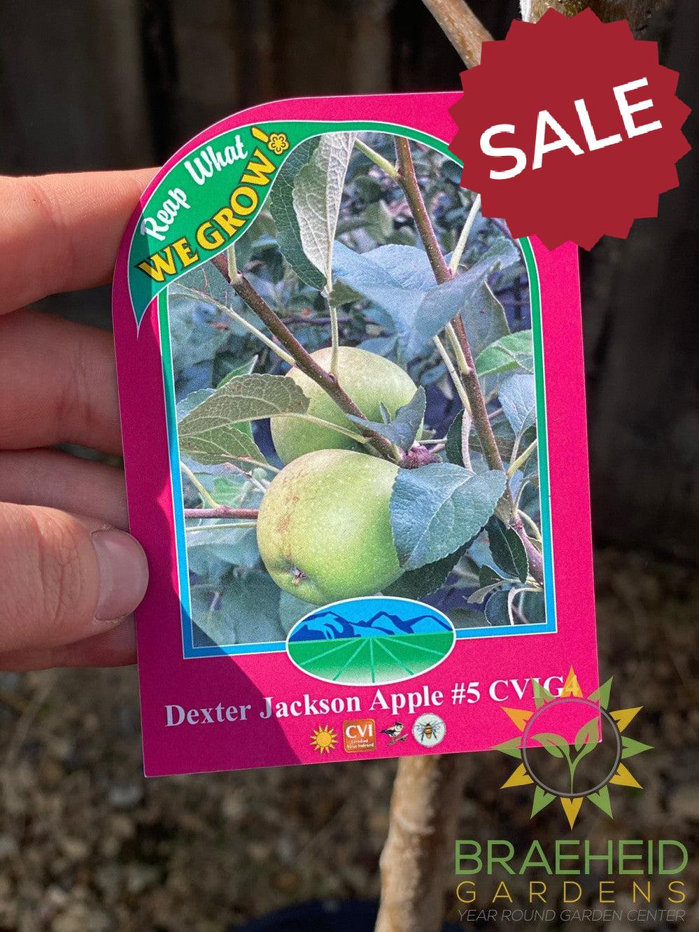 Dexter Jackson Apple- Tree for sale, Grown in Grande Prairie -Braeheid Gardens Ltd. on Emerson Trail