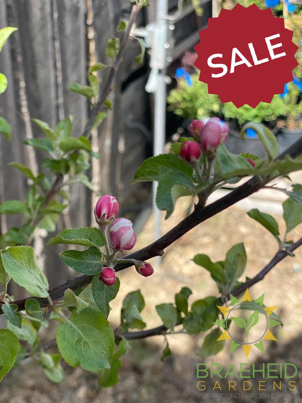 Dexter Jackson Apple- Tree for sale, Grown in Grande Prairie -Braeheid Gardens Ltd. on Emerson Trail