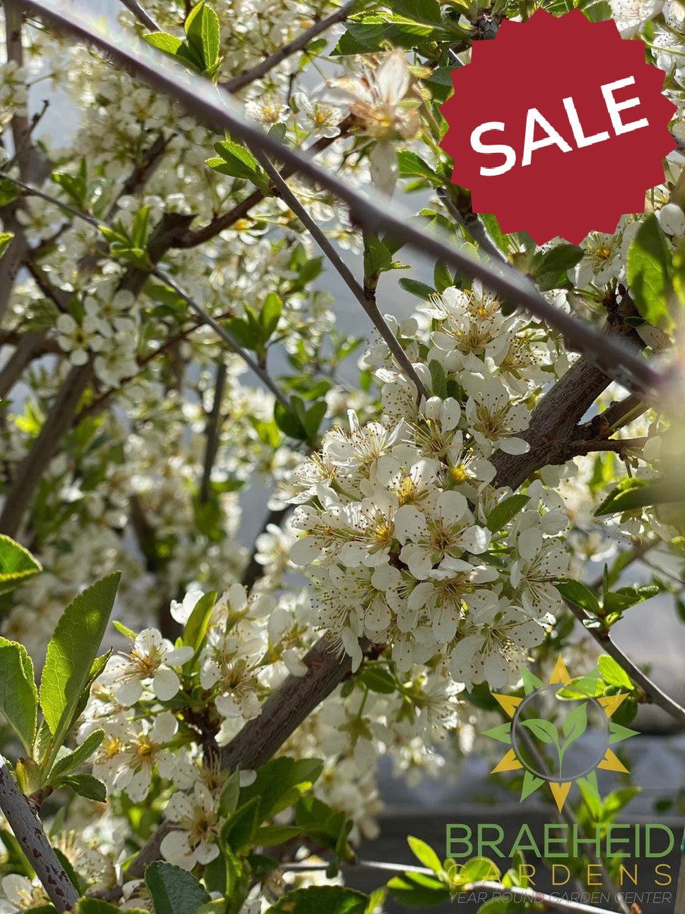 Pembina Plum- Tree for sale, Grown in Grande Prairie -Braeheid Gardens Ltd. on Emerson Trail
