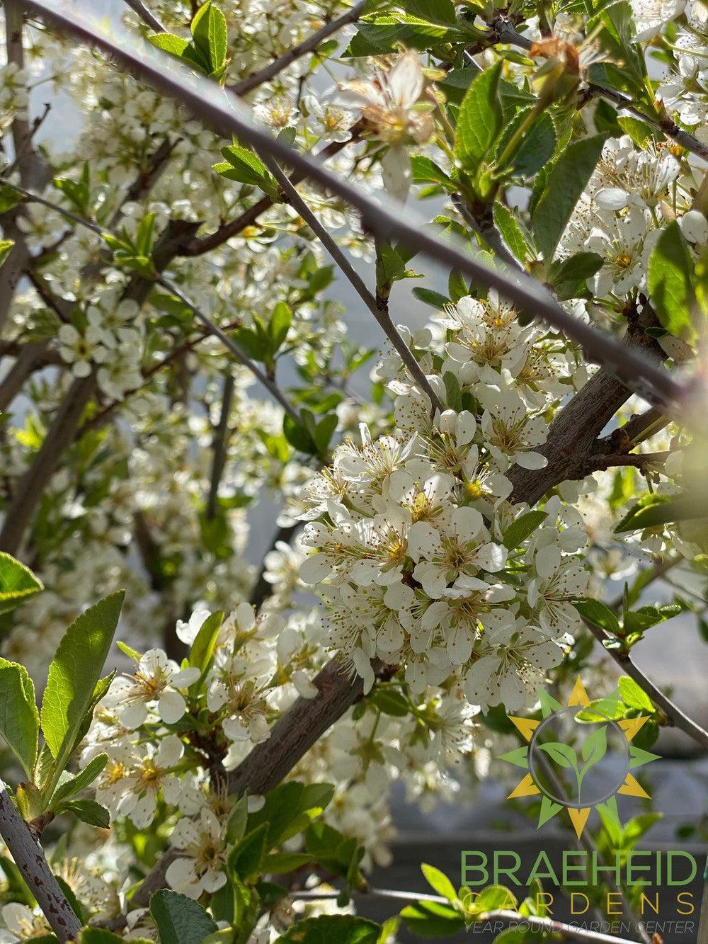 Pembina Plum- Tree for sale, Grown in Grande Prairie -Braeheid Gardens Ltd. on Emerson Trail