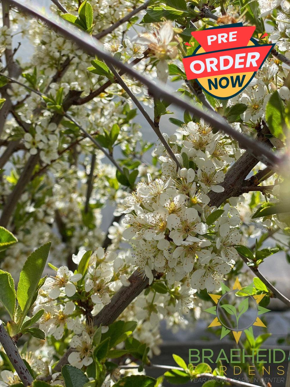 Pembina Plum- Tree for sale, Grown in Grande Prairie -Braeheid Gardens Ltd. on Emerson Trail