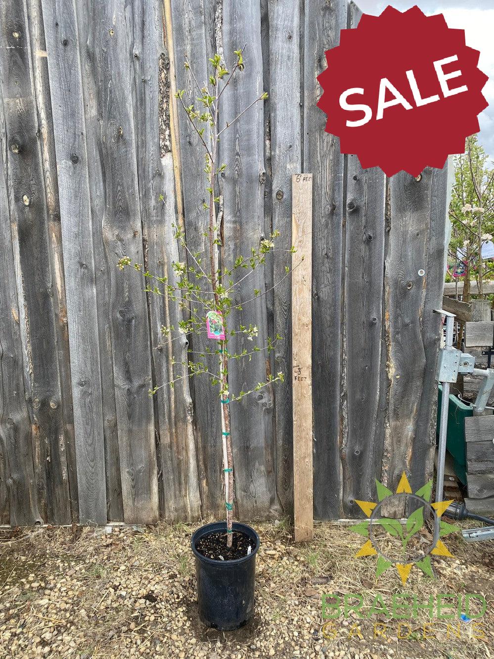 Valentine Cherry Tree- Tree for sale, Grown in Grande Prairie -Braeheid Gardens Ltd. on Emerson Trail