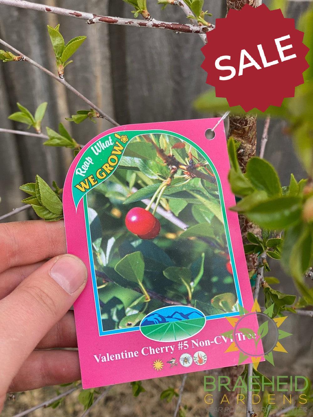 Valentine Cherry Tree- Tree for sale, Grown in Grande Prairie -Braeheid Gardens Ltd. on Emerson Trail