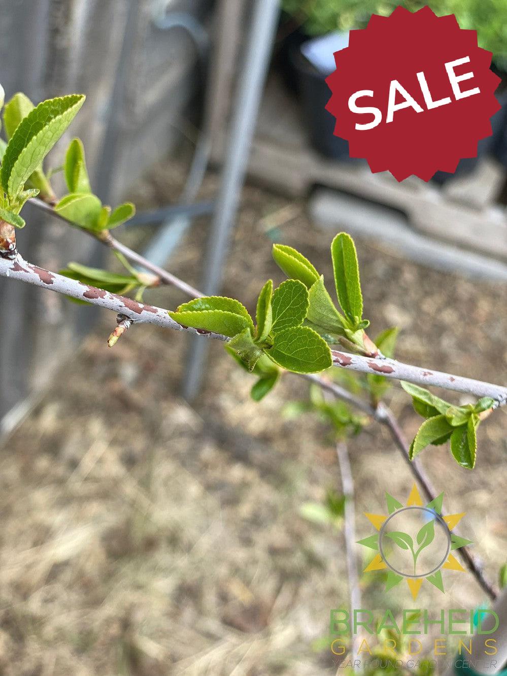 Valentine Cherry Tree- Tree for sale, Grown in Grande Prairie -Braeheid Gardens Ltd. on Emerson Trail
