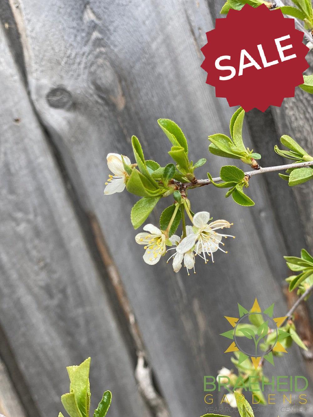 Valentine Cherry Tree- Tree for sale, Grown in Grande Prairie -Braeheid Gardens Ltd. on Emerson Trail