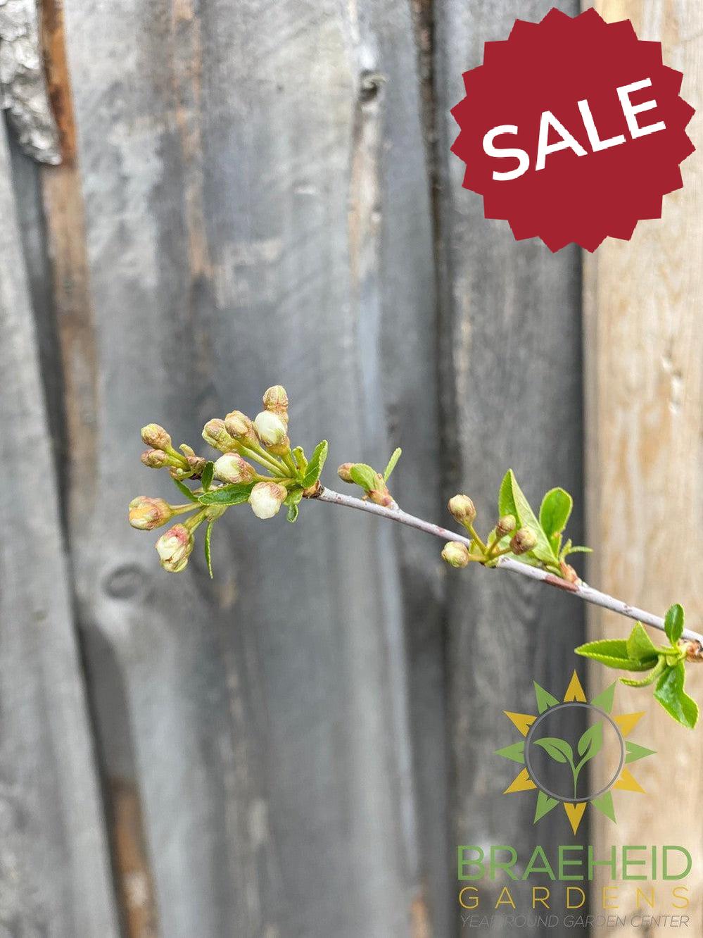 Valentine Cherry Tree- Tree for sale, Grown in Grande Prairie -Braeheid Gardens Ltd. on Emerson Trail