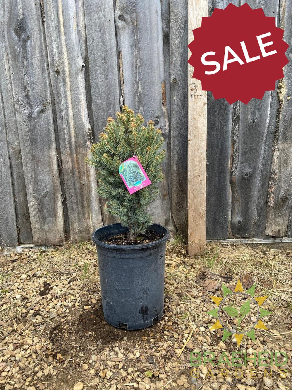 Meyer's Spruce- Tree for sale, Grown in Grande Prairie -Braeheid Gardens Ltd. on Emerson Trail