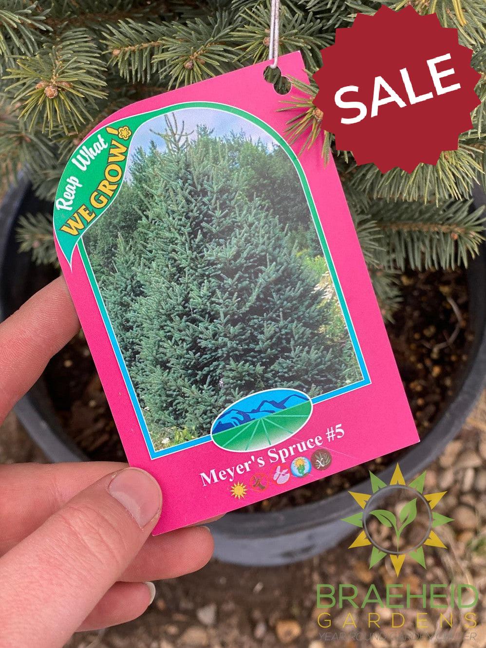 Meyer's Spruce- Tree for sale, Grown in Grande Prairie -Braeheid Gardens Ltd. on Emerson Trail