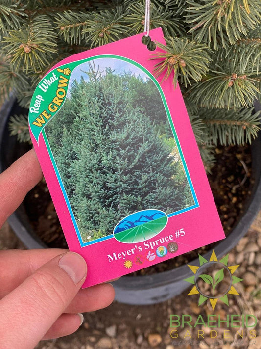 Meyer's Spruce- Tree for sale, Grown in Grande Prairie -Braeheid Gardens Ltd. on Emerson Trail