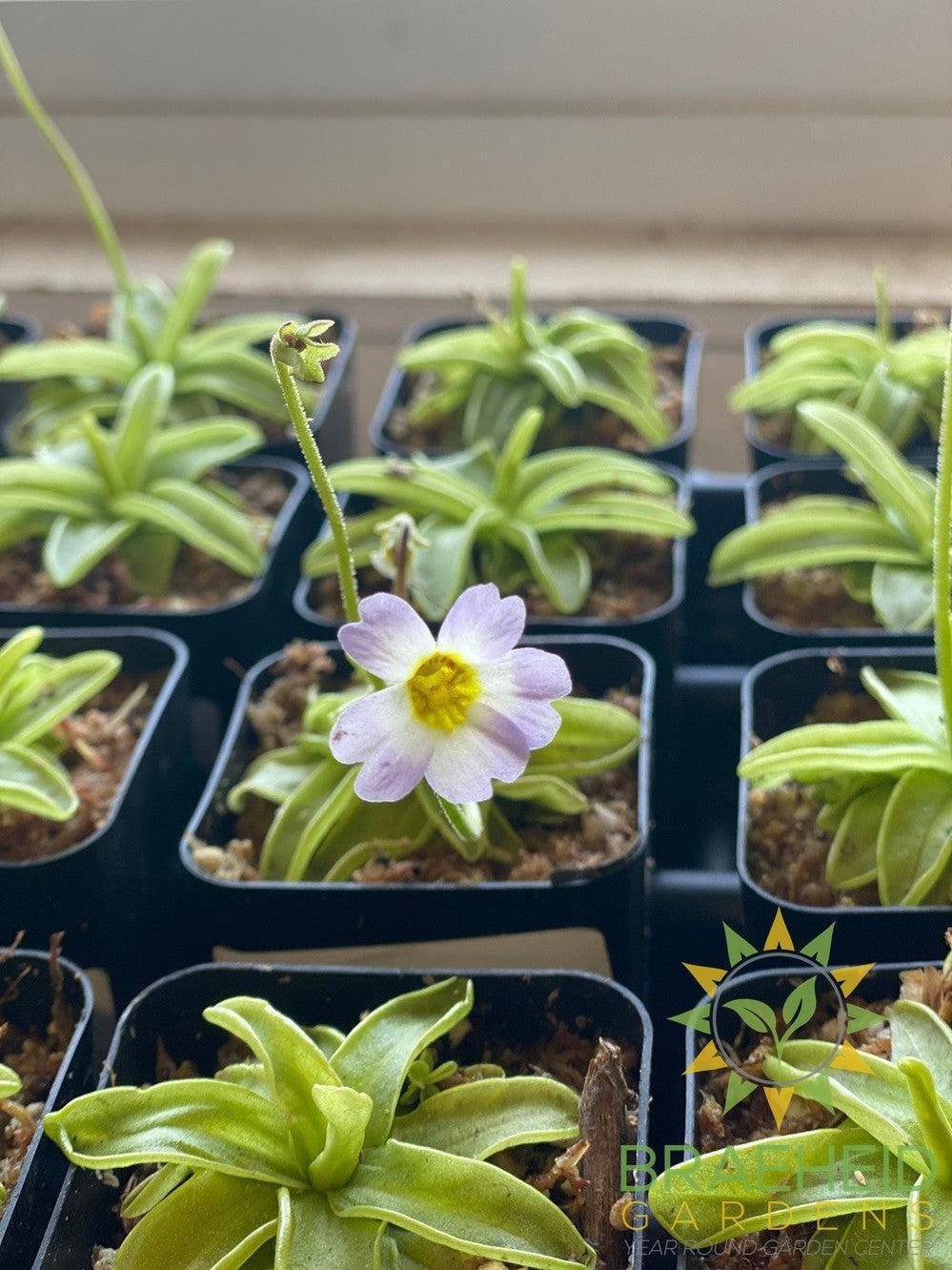 Butterwort Pinguicula Primuliflora