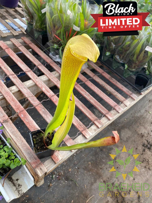 Hardy Pitcher Plant - Sarracenia - NO SHIP -