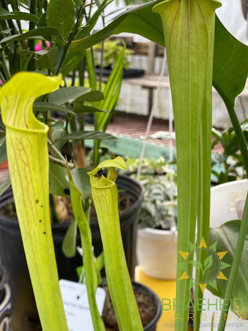 Hardy Pitcher Plant - Sarracenia - NO SHIP -