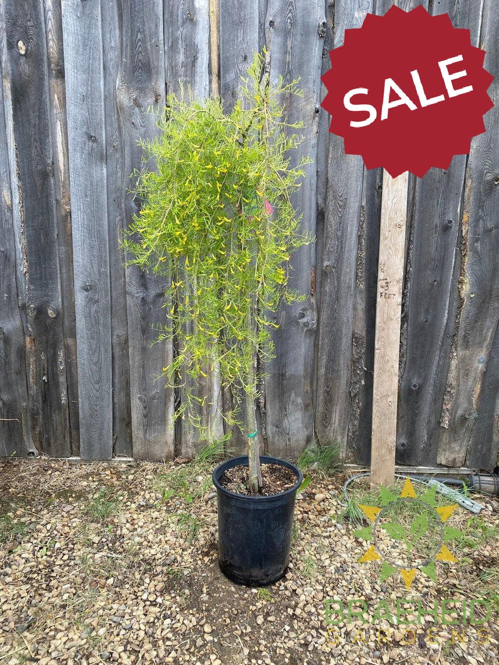 Weeping Caragana- Tree for sale, Grown in Grande Prairie -Braeheid Gardens Ltd. on Emerson Trail