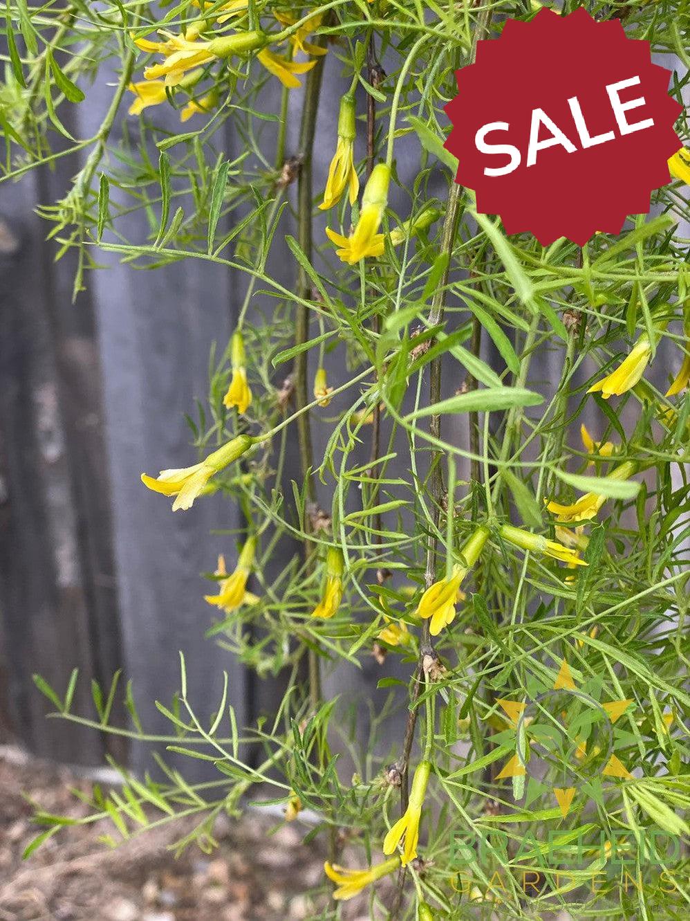 Weeping Caragana- Tree for sale, Grown in Grande Prairie -Braeheid Gardens Ltd. on Emerson Trail
