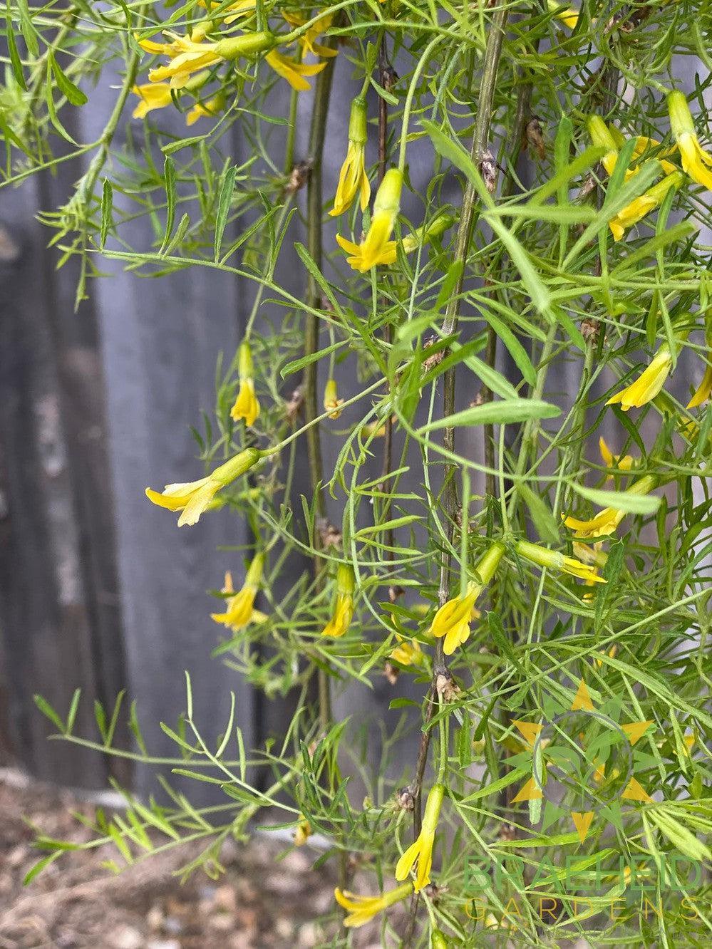 Weeping Caragana- Tree for sale, Grown in Grande Prairie -Braeheid Gardens Ltd. on Emerson Trail
