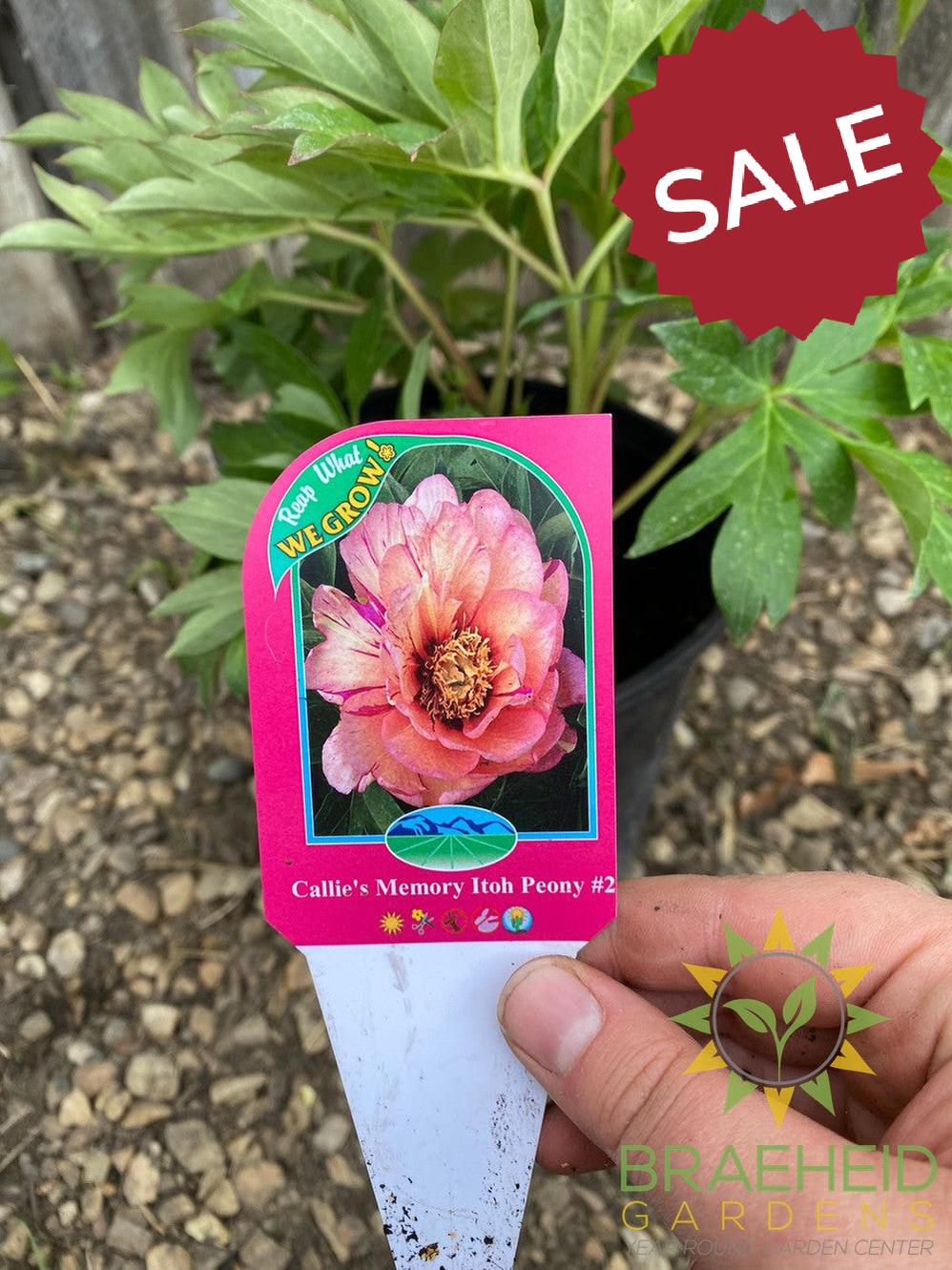 Callie's Memory Itoh Peony - NO SHIP -