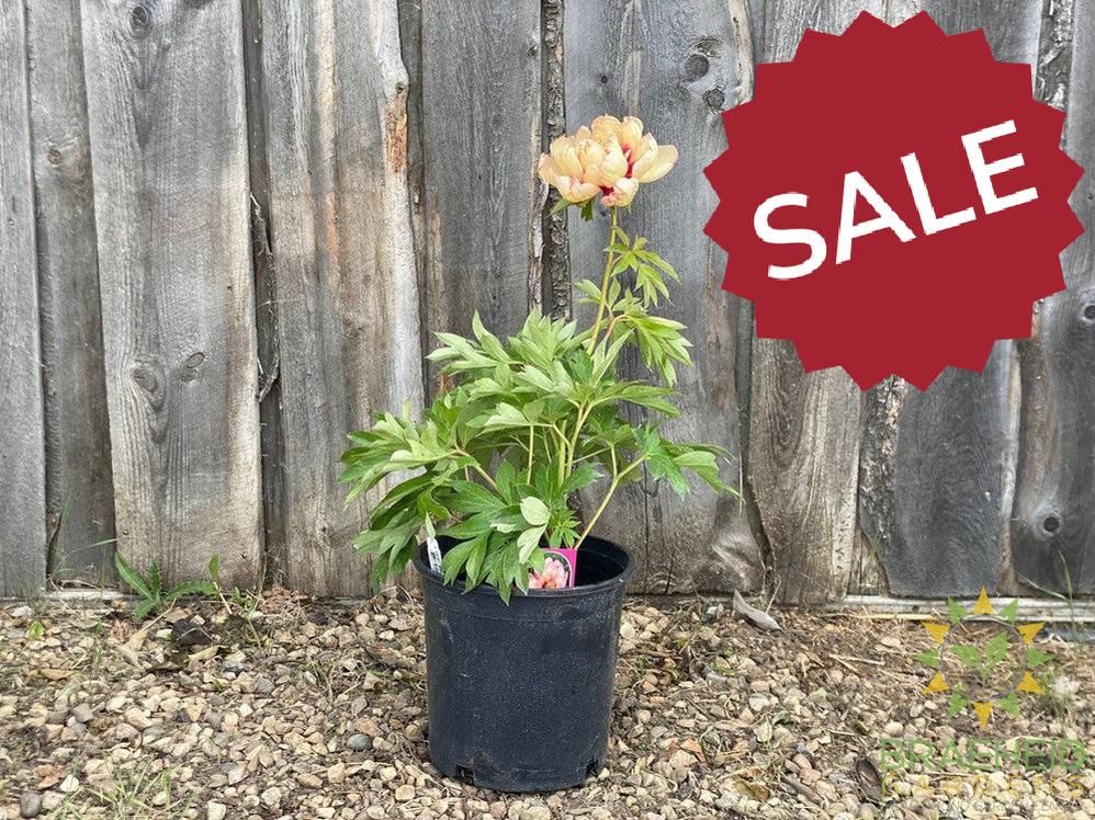Callie's Memory Itoh Peony - NO SHIP -