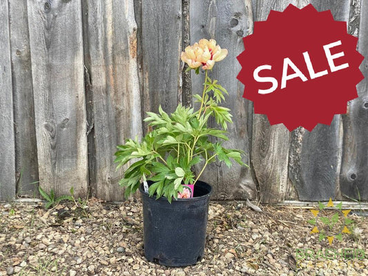 Callie's Memory Itoh Peony - NO SHIP -