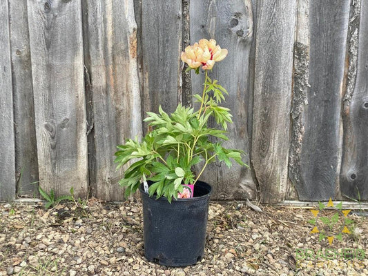 Callie's Memory Itoh Peony - NO SHIP -