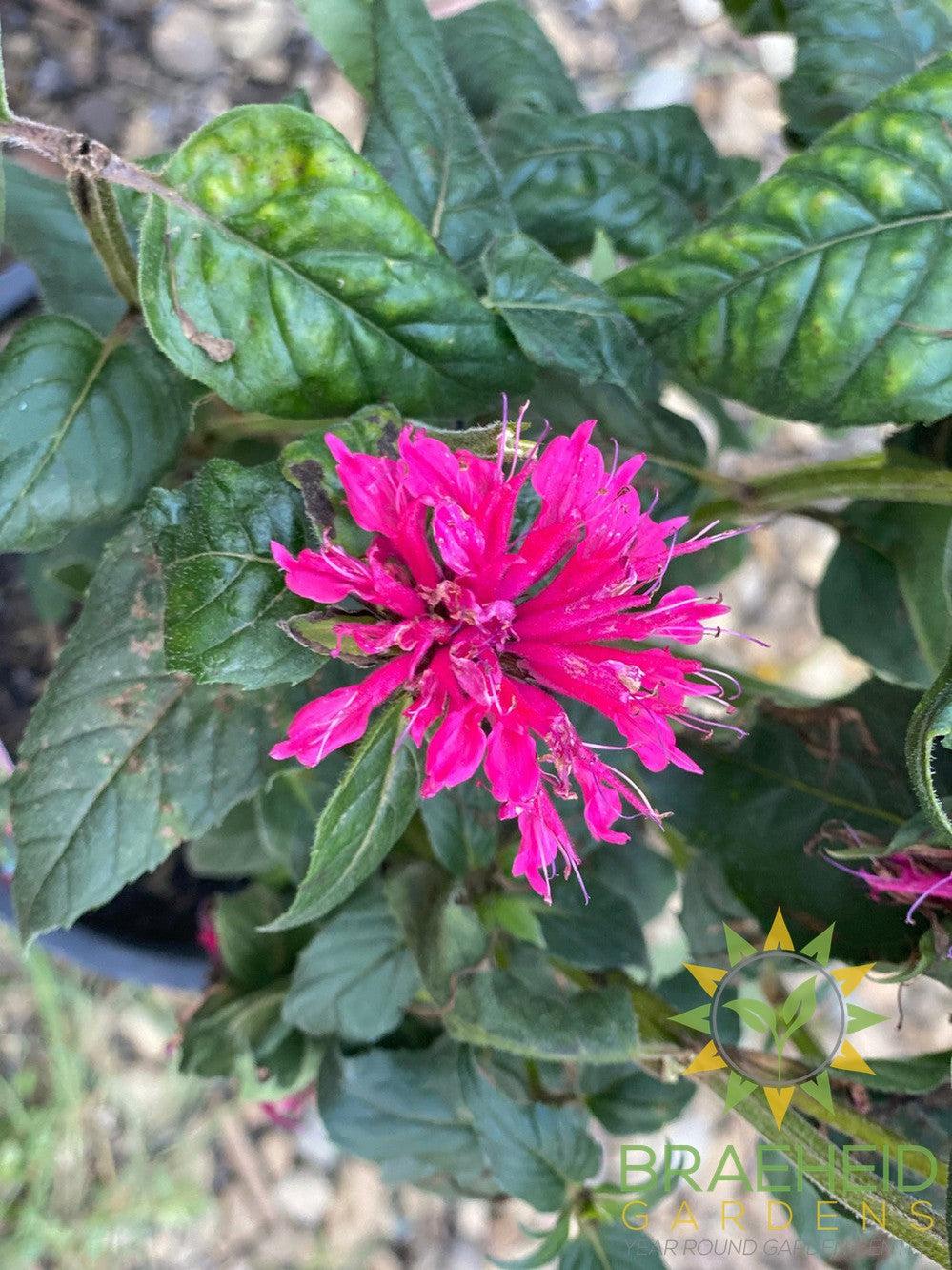 Balmy Rose Bee Balm