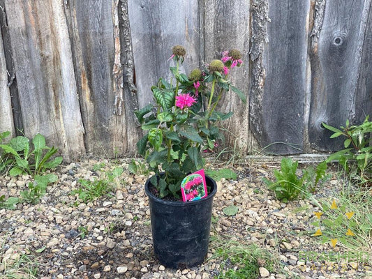 Balmy Rose Bee Balm