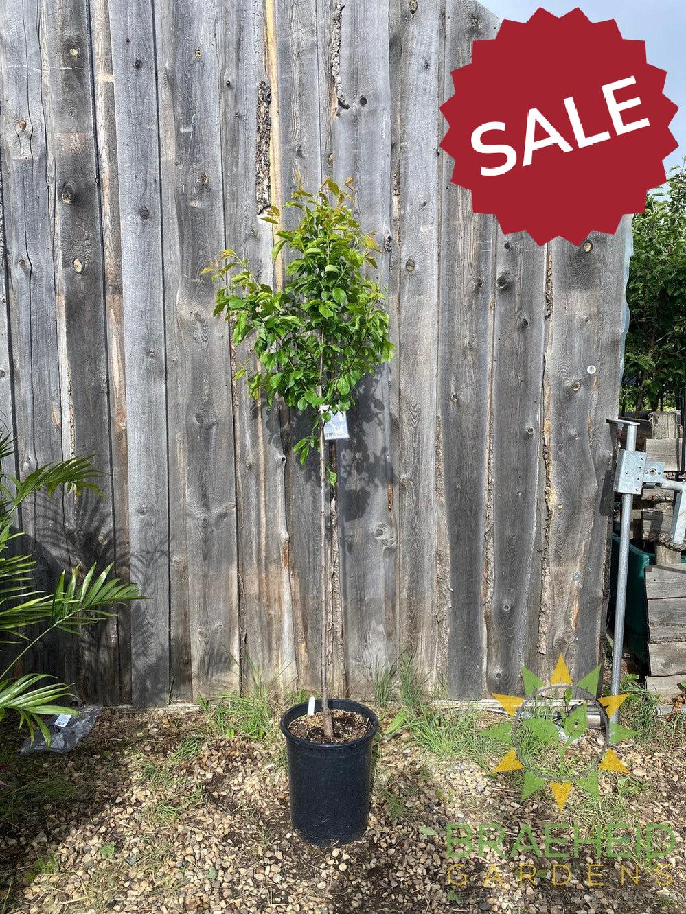 Brookred Plum- Tree for sale, Grown in Grande Prairie -Braeheid Gardens Ltd. on Emerson Trail