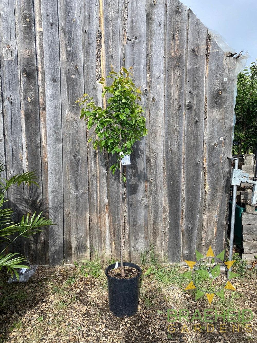 Brookred Plum- Tree for sale, Grown in Grande Prairie -Braeheid Gardens Ltd. on Emerson Trail