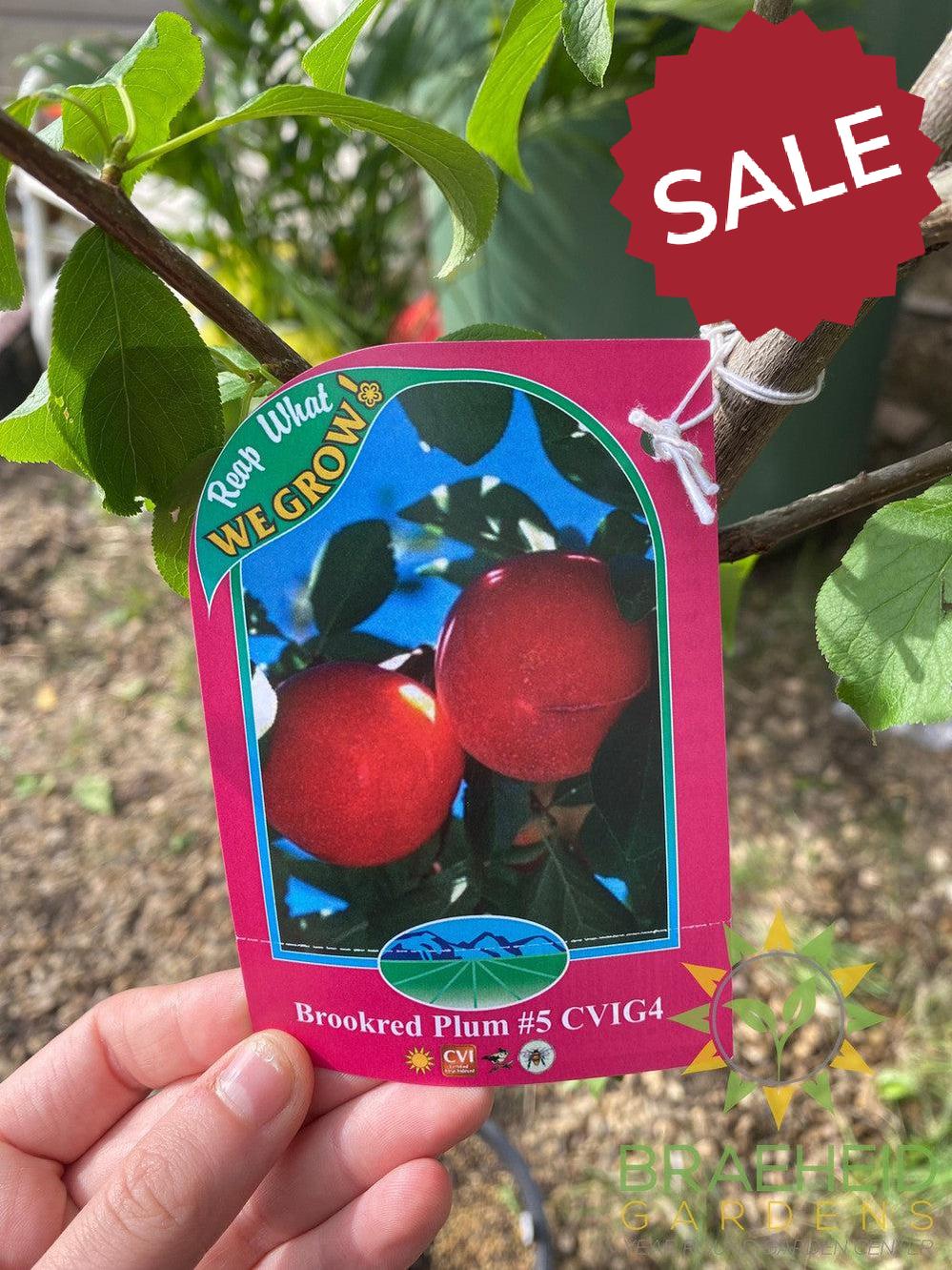 Brookred Plum- Tree for sale, Grown in Grande Prairie -Braeheid Gardens Ltd. on Emerson Trail