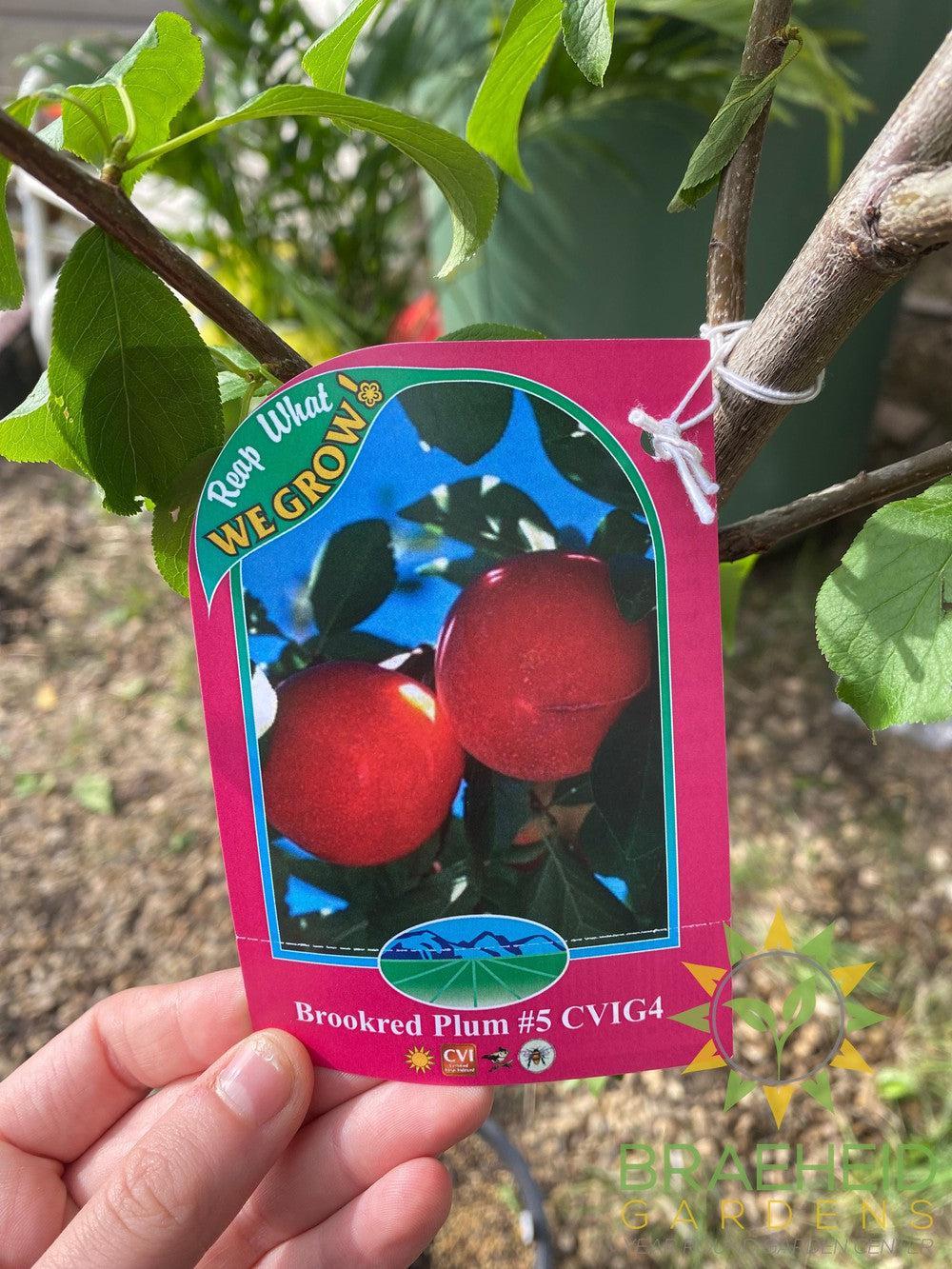 Brookred Plum- Tree for sale, Grown in Grande Prairie -Braeheid Gardens Ltd. on Emerson Trail