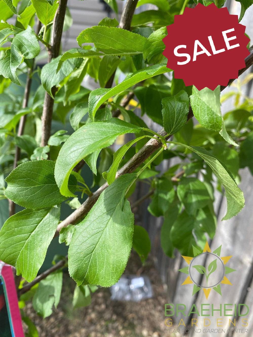 Brookred Plum- Tree for sale, Grown in Grande Prairie -Braeheid Gardens Ltd. on Emerson Trail