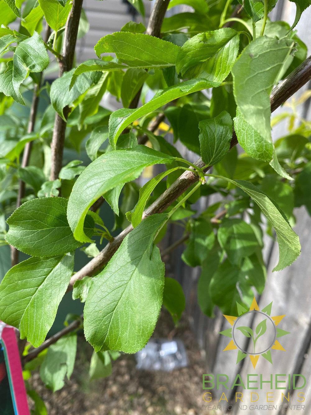 Brookred Plum- Tree for sale, Grown in Grande Prairie -Braeheid Gardens Ltd. on Emerson Trail