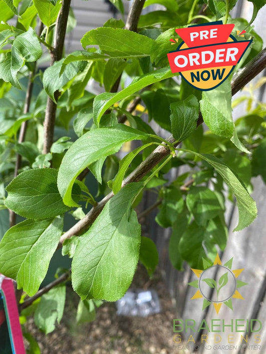 Brookred Plum- Tree for sale, Grown in Grande Prairie -Braeheid Gardens Ltd. on Emerson Trail