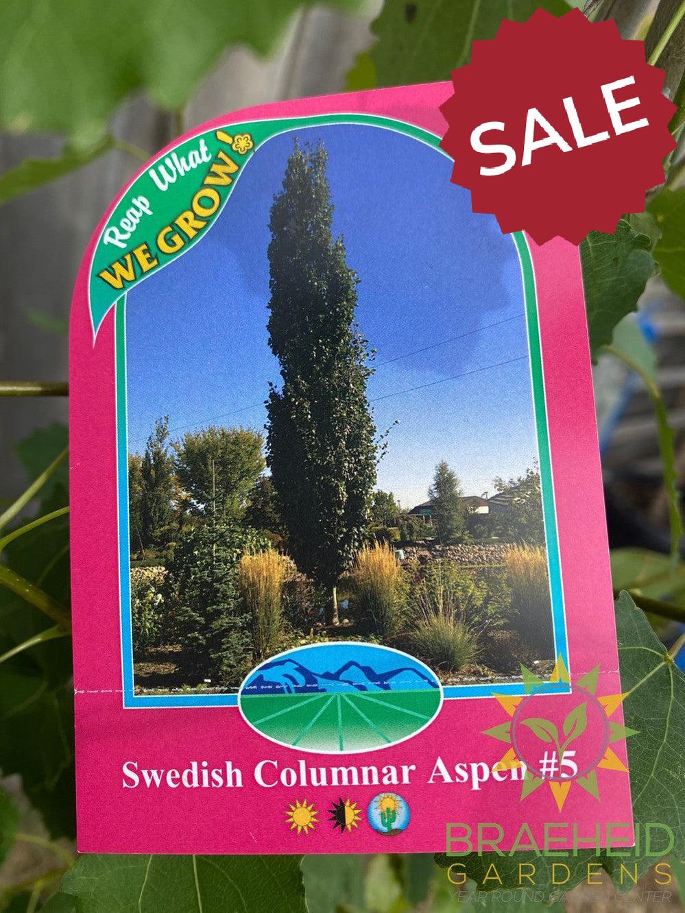 Swedish Columnar Aspen- Tree for sale, Grown in Grande Prairie -Braeheid Gardens Ltd. on Emerson Trail