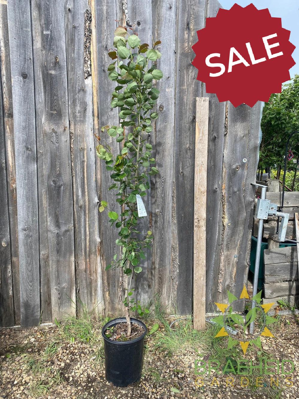 Swedish Columnar Aspen- Tree for sale, Grown in Grande Prairie -Braeheid Gardens Ltd. on Emerson Trail