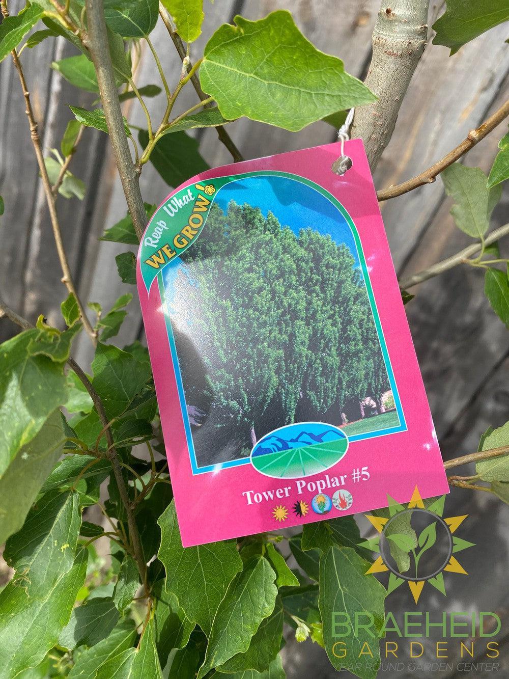 Tower Poplar- Tree for sale, Grown in Grande Prairie -Braeheid Gardens Ltd. on Emerson Trail