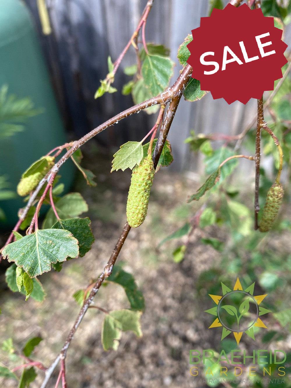 Young's Weeping Birch- Tree for sale, Grown in Grande Prairie -Braeheid Gardens Ltd. on Emerson Trail