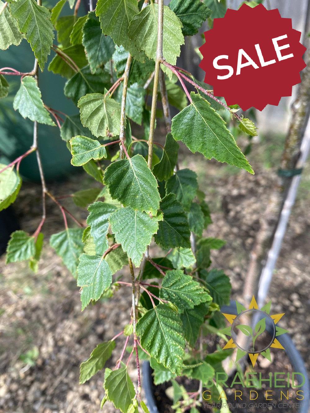 Young's Weeping Birch- Tree for sale, Grown in Grande Prairie -Braeheid Gardens Ltd. on Emerson Trail