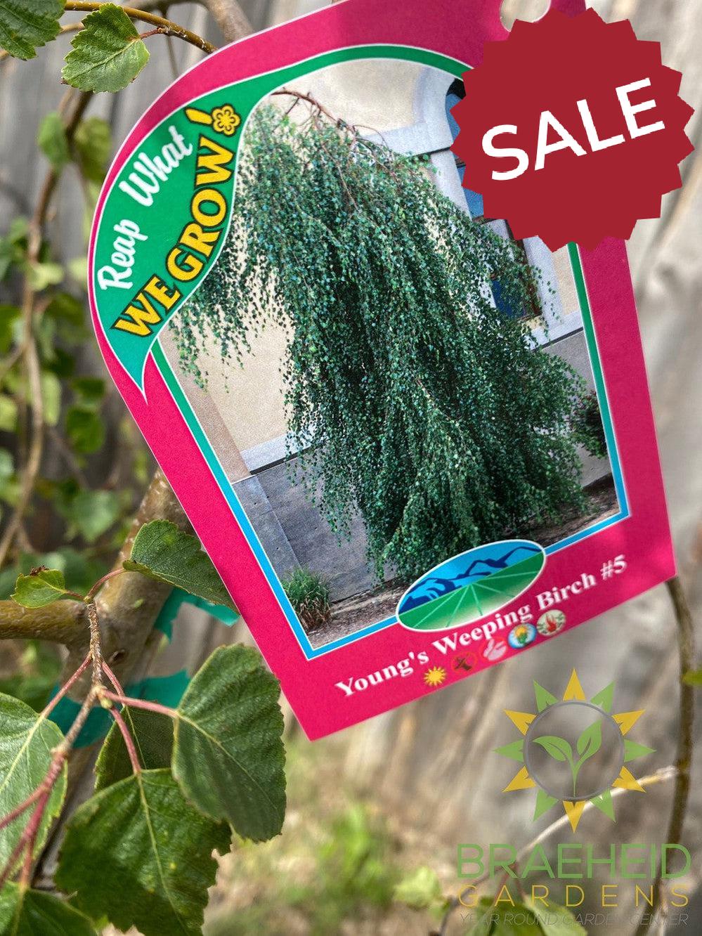 Young's Weeping Birch- Tree for sale, Grown in Grande Prairie -Braeheid Gardens Ltd. on Emerson Trail