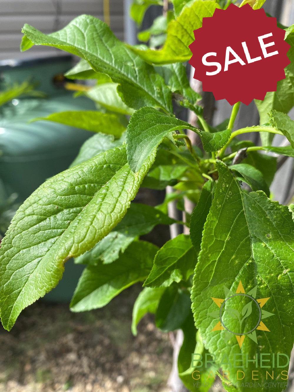 Pipestone Plum- Tree for sale, Grown in Grande Prairie -Braeheid Gardens Ltd. on Emerson Trail