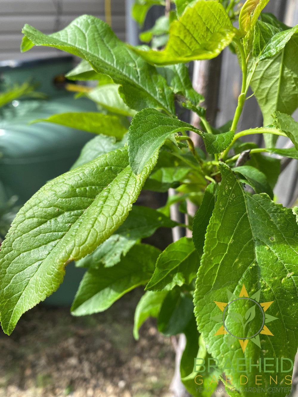 Pipestone Plum- Tree for sale, Grown in Grande Prairie -Braeheid Gardens Ltd. on Emerson Trail