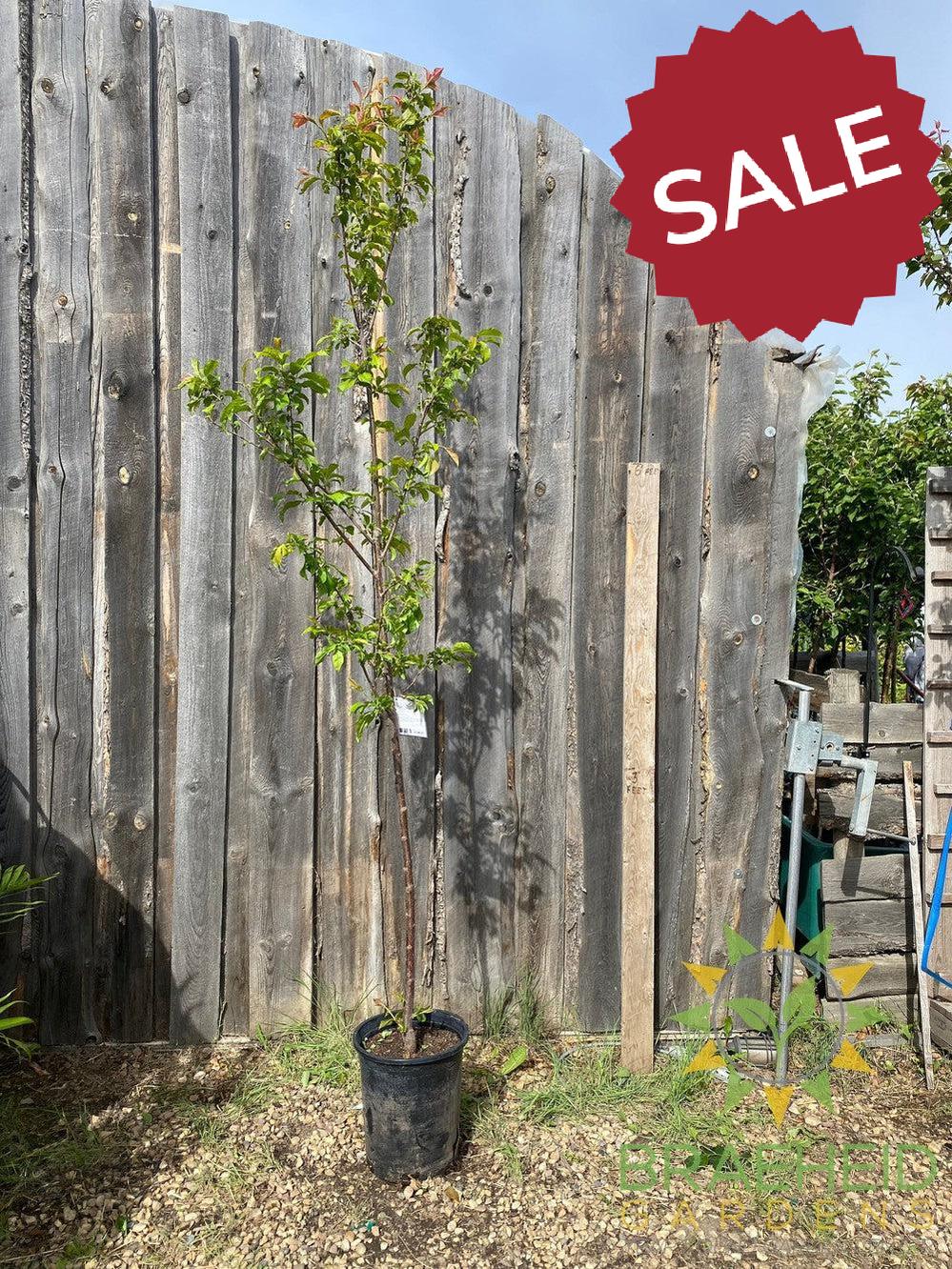 Queen of Hearts Plum- Tree for sale, Grown in Grande Prairie -Braeheid Gardens Ltd. on Emerson Trail