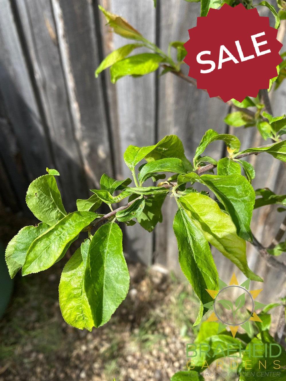 Queen of Hearts Plum- Tree for sale, Grown in Grande Prairie -Braeheid Gardens Ltd. on Emerson Trail