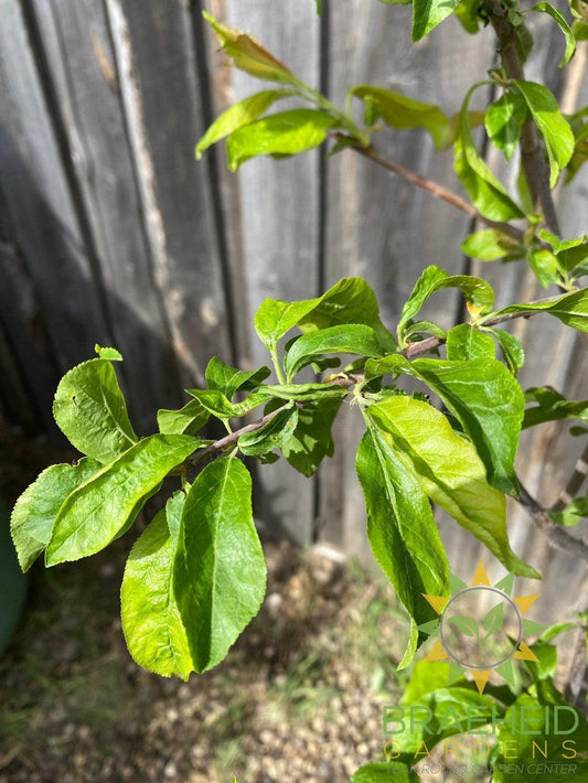 Queen of Hearts Plum- Tree for sale, Grown in Grande Prairie -Braeheid Gardens Ltd. on Emerson Trail