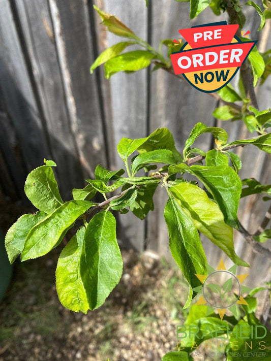 Queen of Hearts Plum- Tree for sale, Grown in Grande Prairie -Braeheid Gardens Ltd. on Emerson Trail