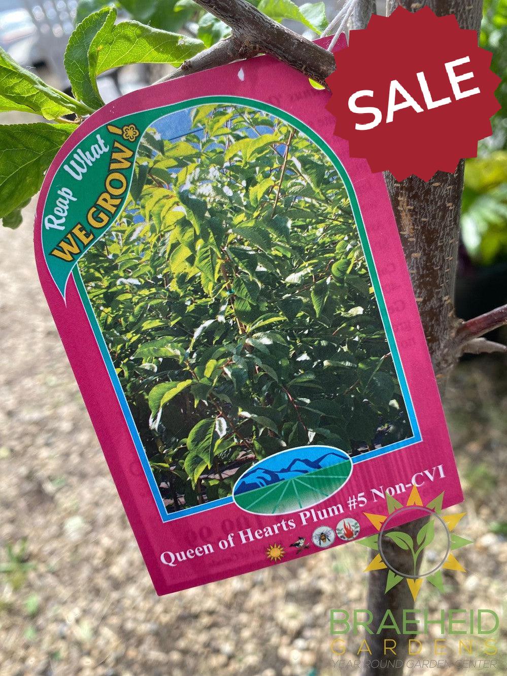 Queen of Hearts Plum- Tree for sale, Grown in Grande Prairie -Braeheid Gardens Ltd. on Emerson Trail
