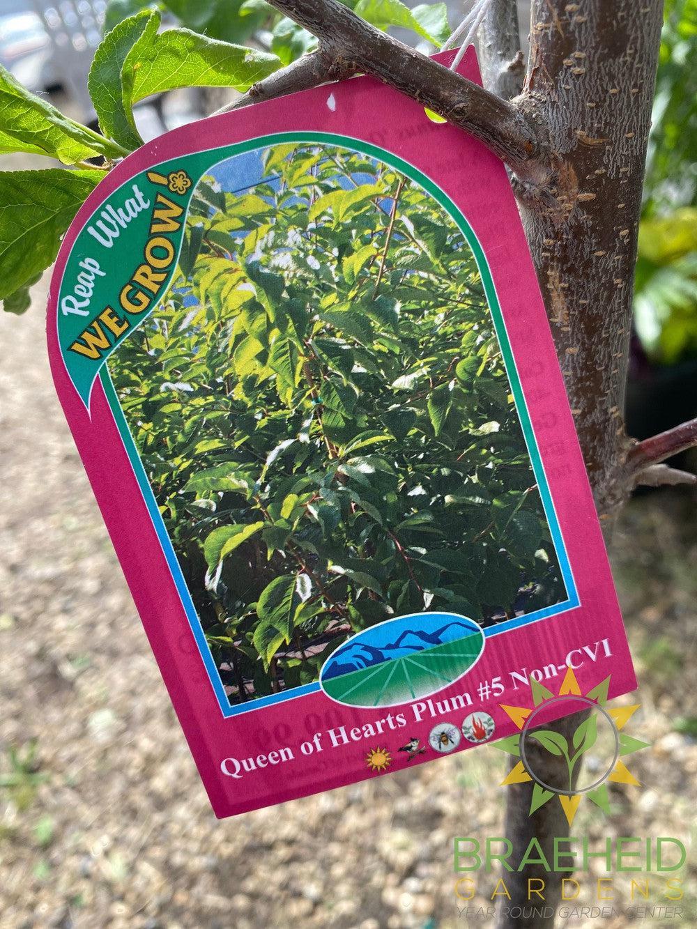 Queen of Hearts Plum- Tree for sale, Grown in Grande Prairie -Braeheid Gardens Ltd. on Emerson Trail
