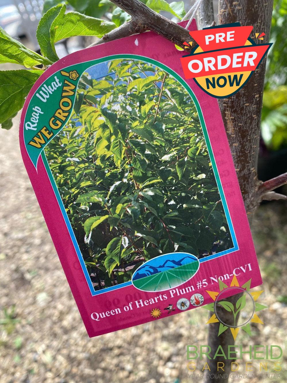 Queen of Hearts Plum- Tree for sale, Grown in Grande Prairie -Braeheid Gardens Ltd. on Emerson Trail